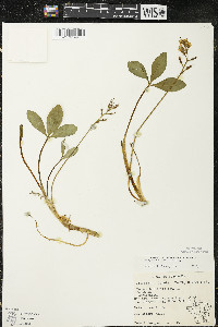 Menyanthes trifoliata image