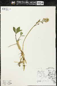 Menyanthes trifoliata image