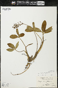 Menyanthes trifoliata image