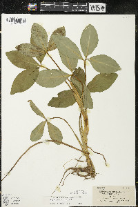 Menyanthes trifoliata image