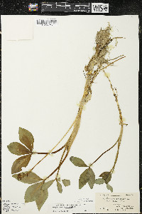 Menyanthes trifoliata image