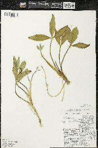 Menyanthes trifoliata image