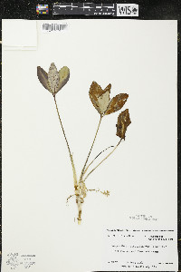 Menyanthes trifoliata image