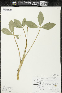 Menyanthes trifoliata image