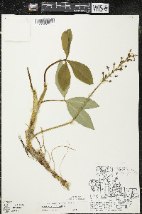 Menyanthes trifoliata image