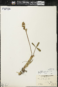 Menyanthes trifoliata image