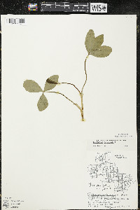 Menyanthes trifoliata image