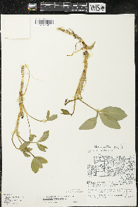 Menyanthes trifoliata image