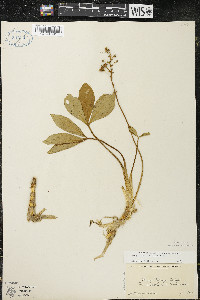 Menyanthes trifoliata image