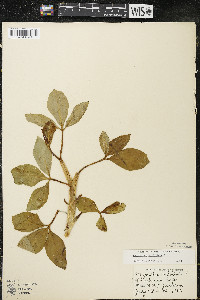 Menyanthes trifoliata image