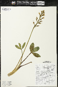 Menyanthes trifoliata image