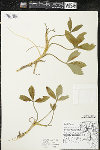 Menyanthes trifoliata image