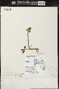 Menyanthes trifoliata image