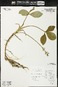 Menyanthes trifoliata image