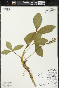 Menyanthes trifoliata image