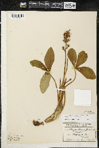 Menyanthes trifoliata image