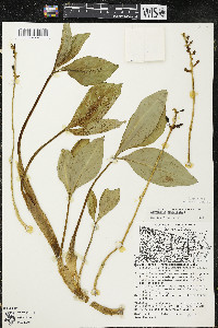 Menyanthes trifoliata image