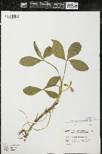 Menyanthes trifoliata image