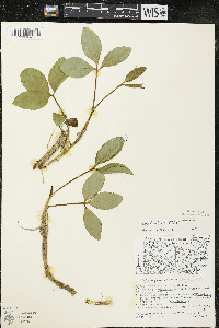 Menyanthes trifoliata image