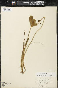 Menyanthes trifoliata image