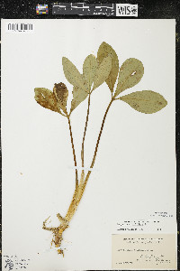 Menyanthes trifoliata image