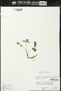 Menyanthes trifoliata image