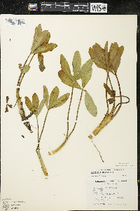 Menyanthes trifoliata image