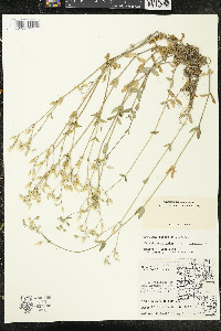 Cerastium fontanum subsp. vulgare image