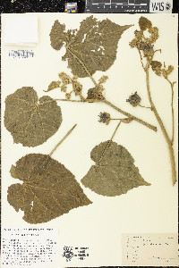 Abutilon theophrasti image