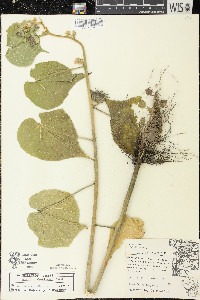 Abutilon theophrasti image