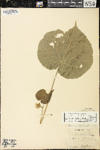 Abutilon theophrasti image