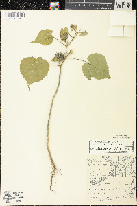 Abutilon theophrasti image