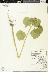 Abutilon theophrasti image