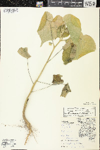 Abutilon theophrasti image