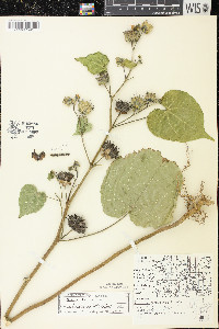 Abutilon theophrasti image