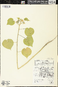 Abutilon theophrasti image