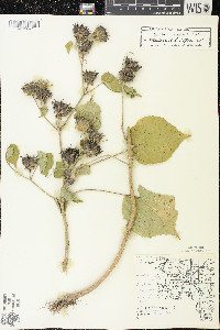 Abutilon theophrasti image