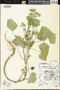 Abutilon theophrasti image