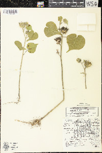 Abutilon theophrasti image