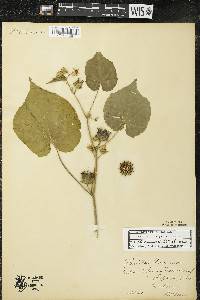 Abutilon theophrasti image