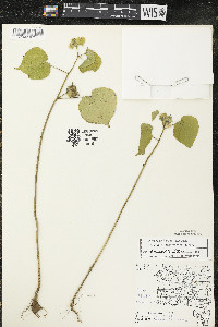 Abutilon theophrasti image