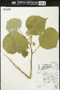 Abutilon theophrasti image