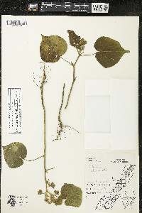 Abutilon theophrasti image