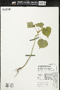 Abutilon theophrasti image