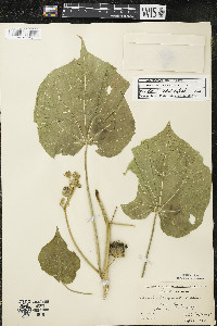 Abutilon theophrasti image