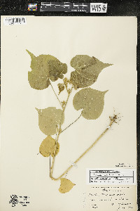 Abutilon theophrasti image