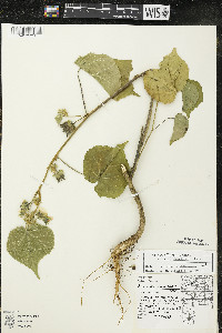 Abutilon theophrasti image