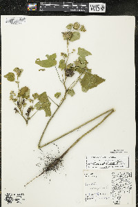 Abutilon theophrasti image