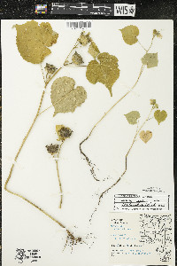 Abutilon theophrasti image