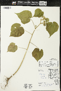 Abutilon theophrasti image